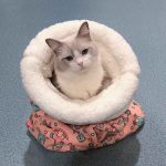 কোডঃ CSB02; Pink (1 Piece) Cat Sleeping Bag - Image 2